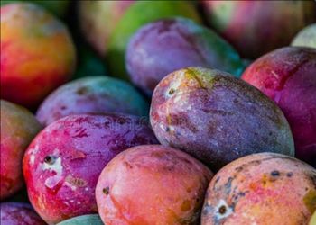 Grafted Mango Trees- - Many Varieties 3 gl to 15 gl