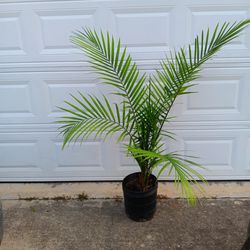 Palm 🌴 Plant 