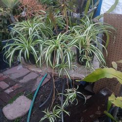 Spider Plants
