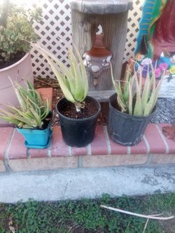 Aloe Vera plants Large $10 each