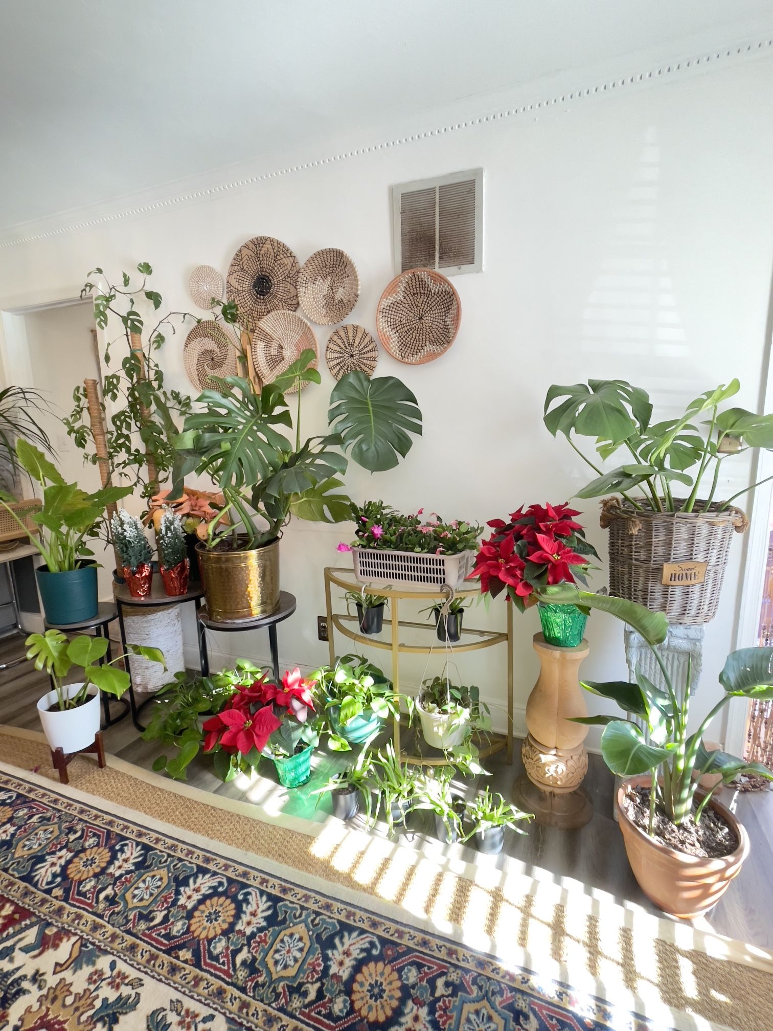 Large Houseplants – Perfect Christmas Gifts! 🌿
