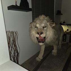 Male African Lion Predator Walk