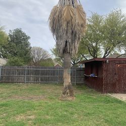 Tree Palm Tree Trimm And Stump Removal