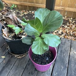 Fiddle Leaf Fig Plant