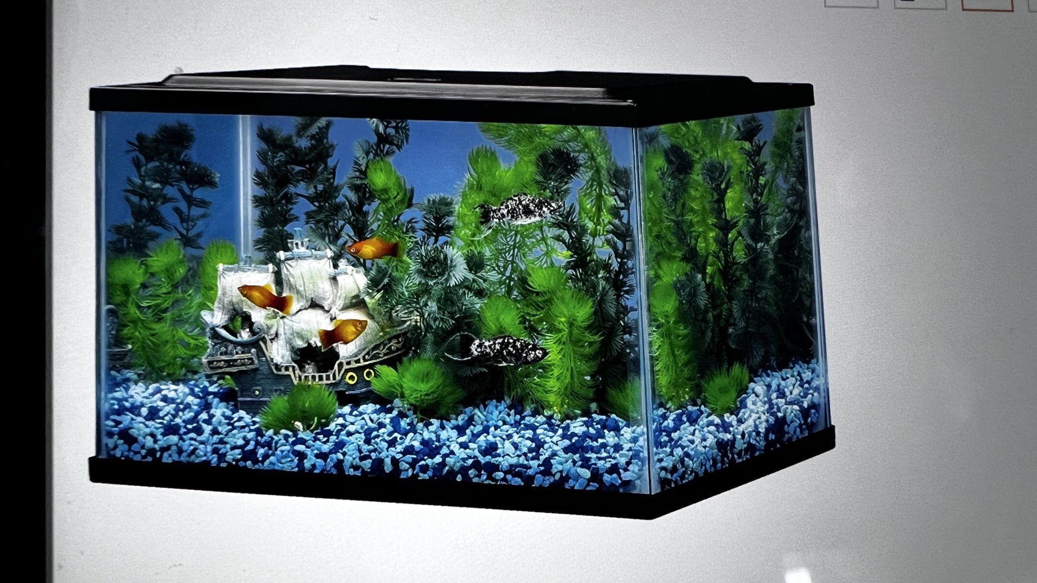 Glass Fish Tank