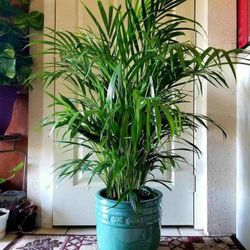 $39 Each Beautiful Plant 