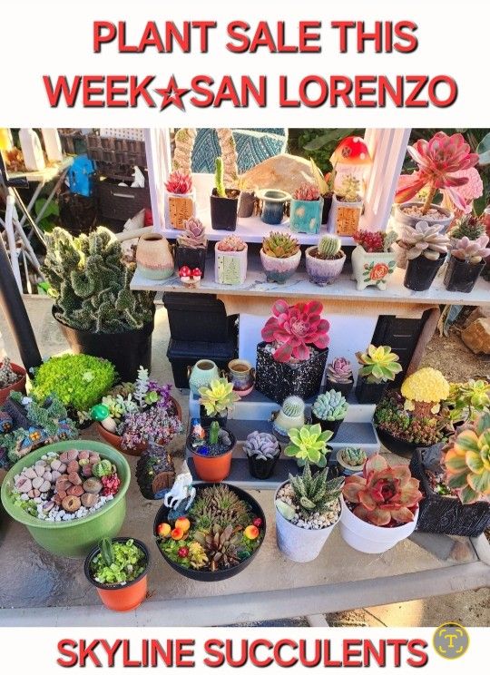 ALL THIS WEEK. BIG PLANT SALE IN SAN LORENZO SUCCULENT  SALE MESSAGE ME FOR APPT