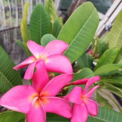 bonita Plumería Plantas/ Plants 