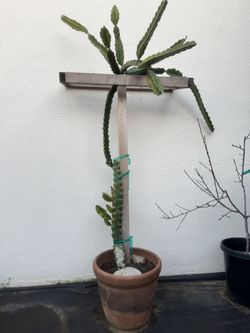 Dragon Fruit Tree