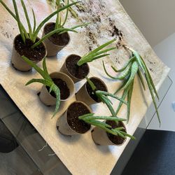 Aloe Plant 