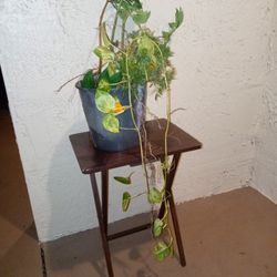 Folding Table + Real Plant