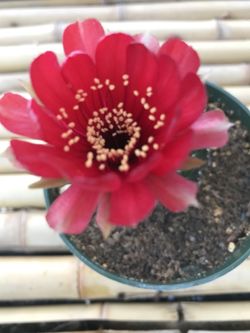 Lobivia cactus 🌵 plant