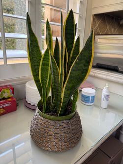 Large Mature Snake Plant + Decorative Woven Planter