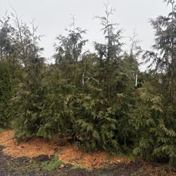 Green Giants (10-12’)