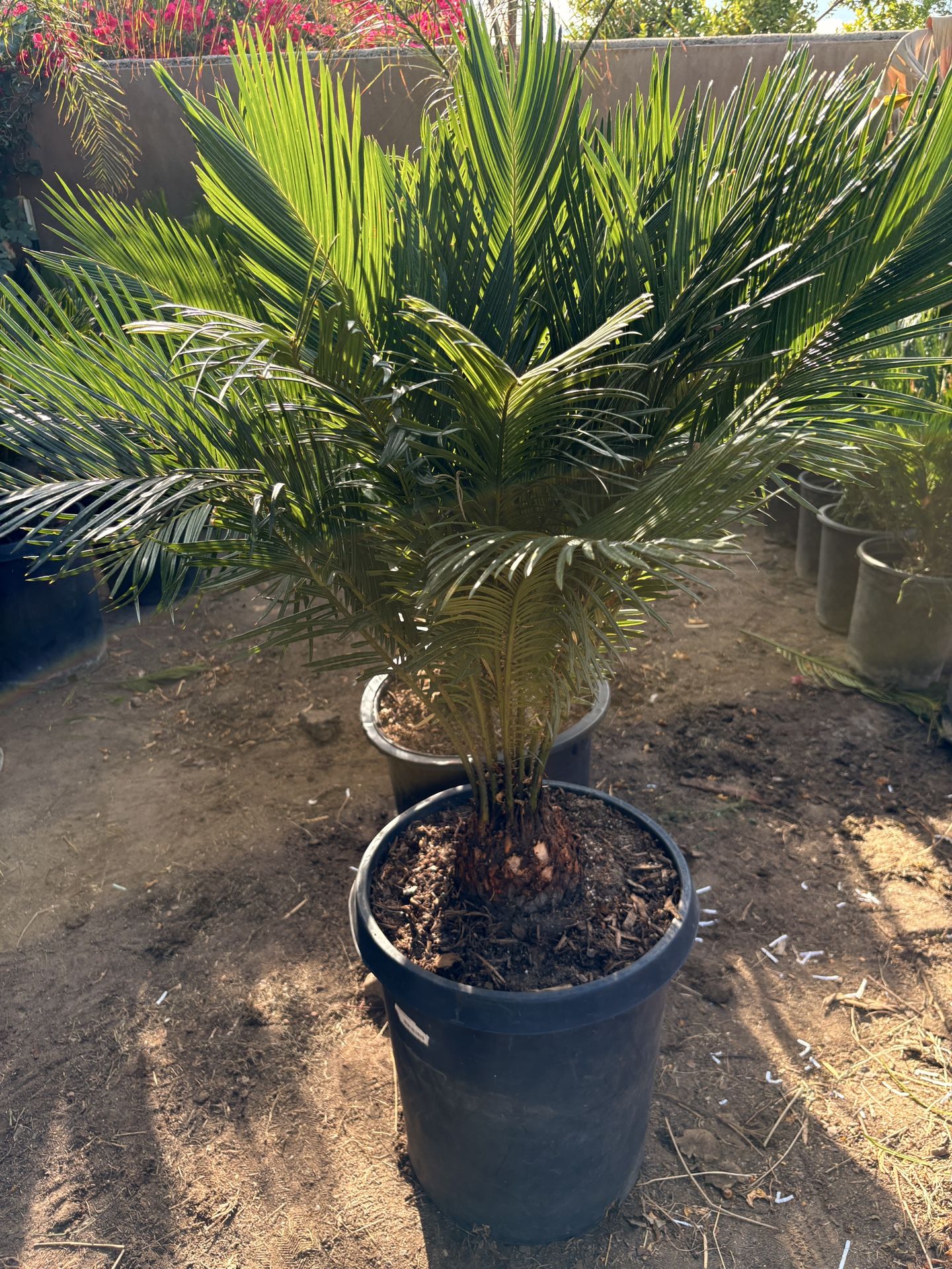 Healthy Sago Palms For Sale