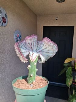 PINK Mermaid Tails Cactus $40