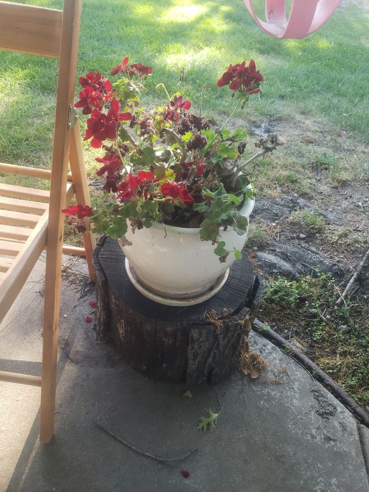 Concrete Flower Pot With Gorgeous Flowers 💐