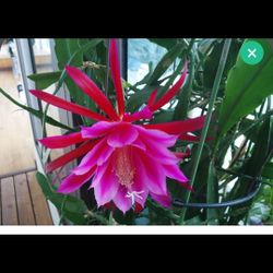 Plant With Pot