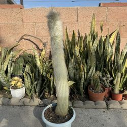 Oldman Cactus