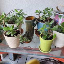 Lucky JADE In  Beautiful Pots Pots