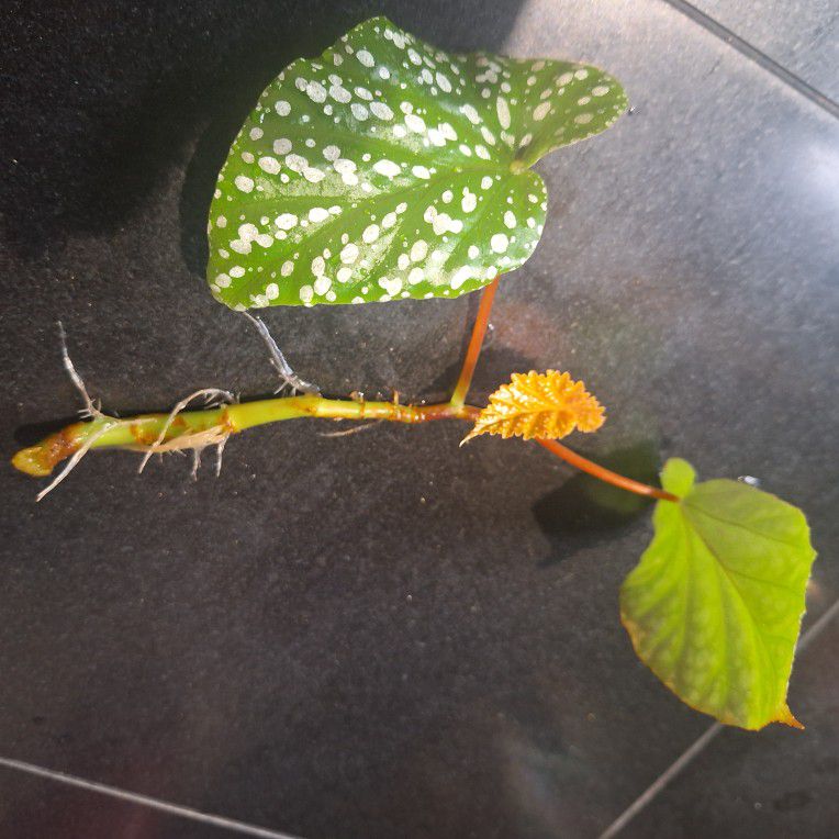 Angel Wing Begonia Plant Cuttings For Trade