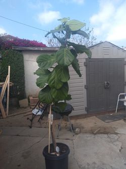 6.8 Feet Fiddle Leaf Fig