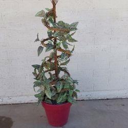 Silk Plant Topiary in Pot - $20