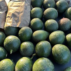 Avocado 
