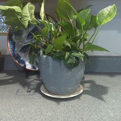 Real Devil Ivy Plant 