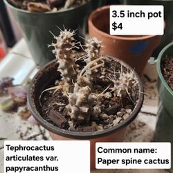 Paper Spine Cactuses