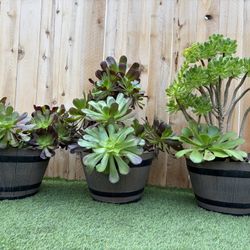 3 Matching Pots With Succulents 20 Dollars Each 