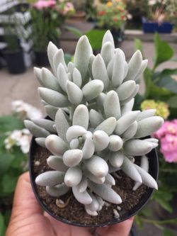 Succulents 4”