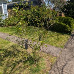 Rose bush