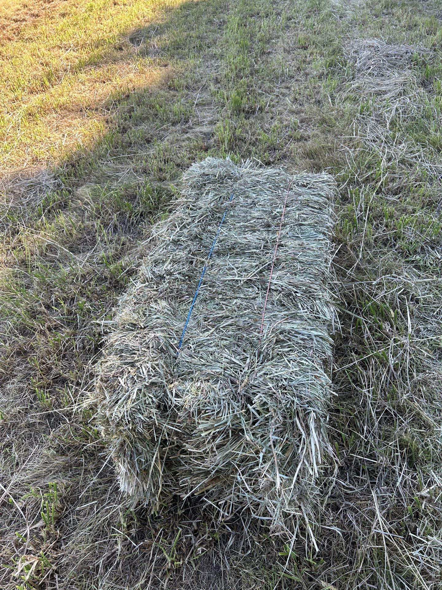 Orchard grass hay
