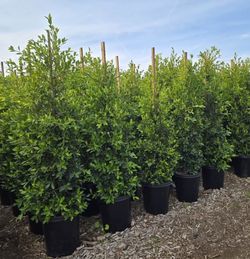 24 galon ficus trees 11-15 ft tall starting at $175