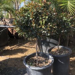 Euginia Cherry Bush Topiary Bonsai 