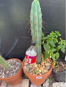Large Rooted Trichocereus Hybrid – Megalodon × Espinosa (Pachanoi × Bridgesii)