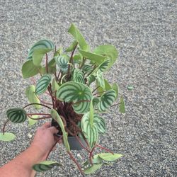 Peperomia Watermelon Plant 6" Pot $12 Each