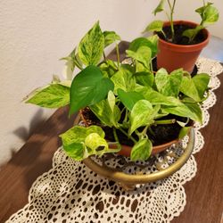 Golden Pothos Plant 🪴
