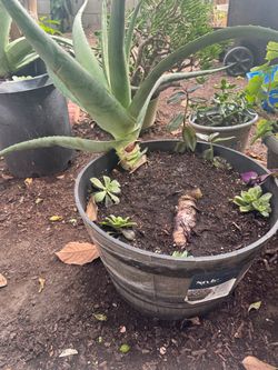 2 aloe vera big plant