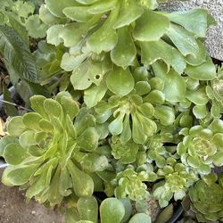 Planta