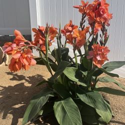 Canna lili POTTED PLANT Orange 