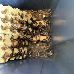 Dubia Roaches 