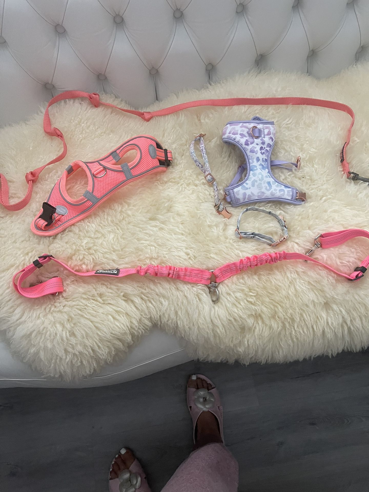 Puppy Leash)