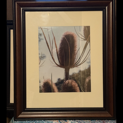 Roy Poston  artist photographer / Fall 2005  Eden Valley /  mushroom valley 2 pictures