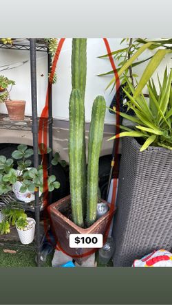 Cactus
