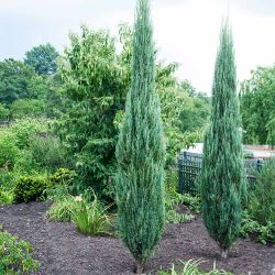 9 Blue Arrow Juniper Shrubs