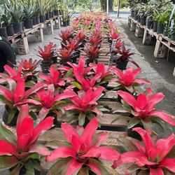 Bromeliads - 6”