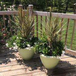 2 Tropic Escape Planters With White Bird Of Paradise Mandivilla’s 3 Ft. Tall 