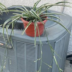 Spider plant